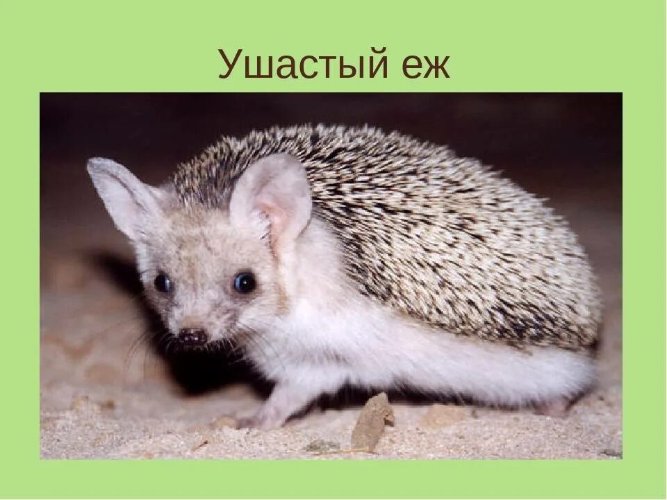 Ушастый еж красная книга