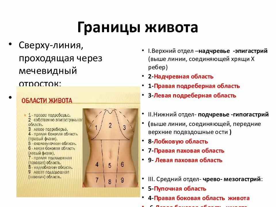 Определите области живота. Области живота. Подвздошная область живота. Границы живота. Название областей живота.