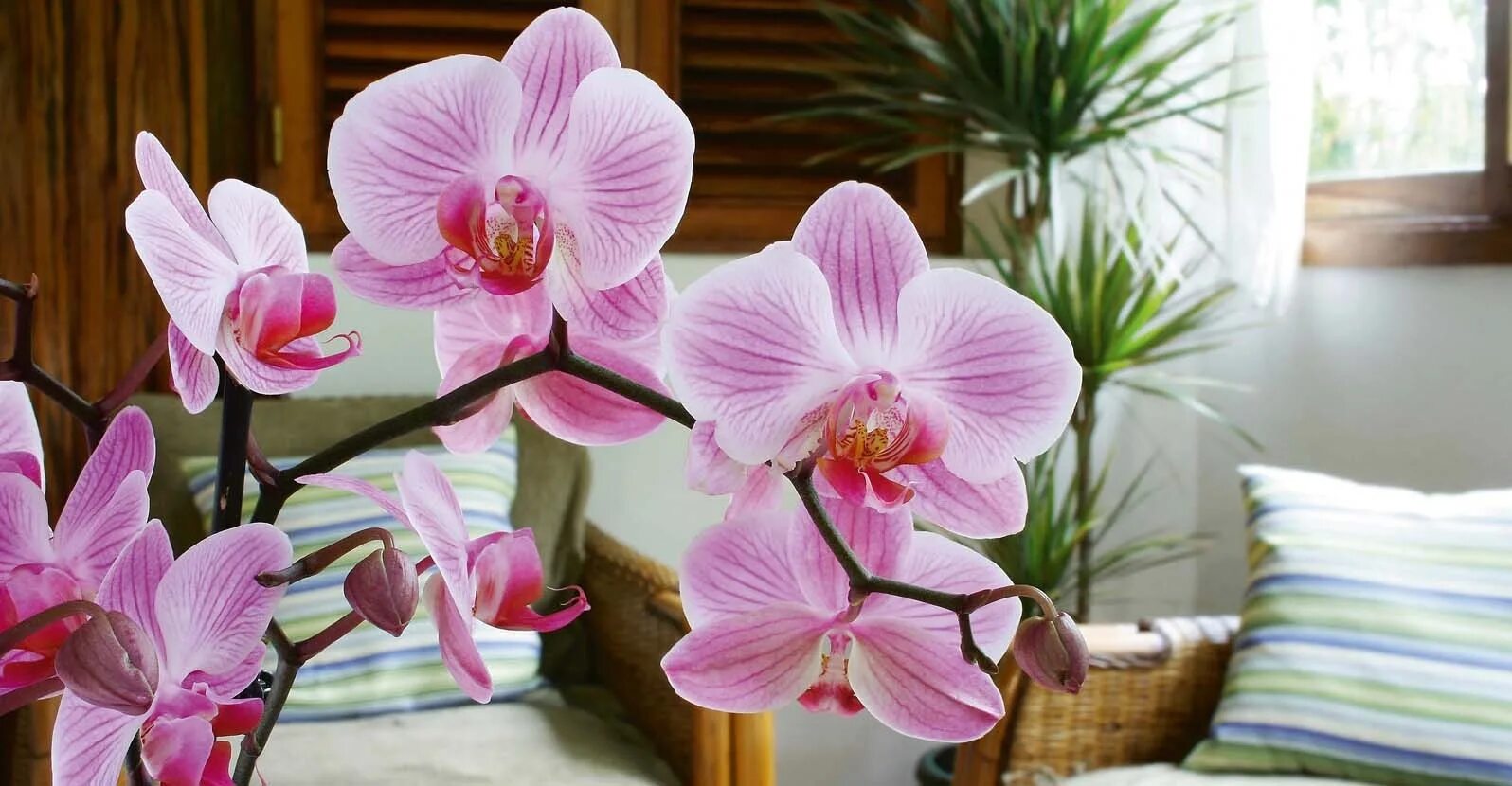 Орхидея Юкка. Pearl Beauty фаленопсис. Орхидея комнатная. Орхидея в домашних условиях.