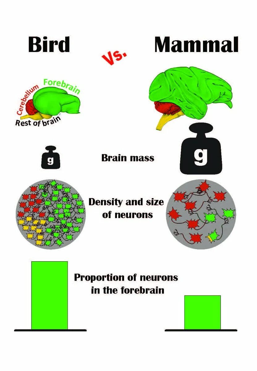 Brain mass