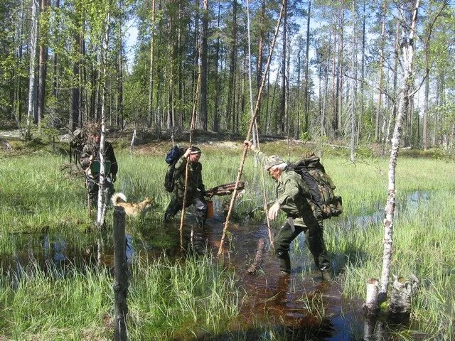 Болотный друг. Мрачное болото. Болотные обитатели. Болотный друг. Кустарничковые болота.