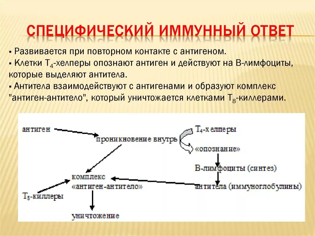 Развитие иммунного ответа