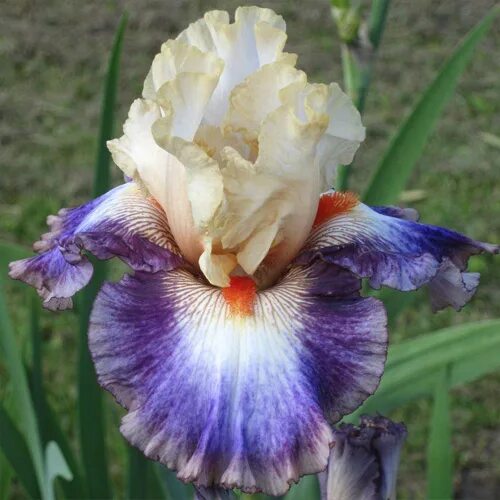 каталог ирисов 2023. каталог ирисов 2023. ирис бородатый "elizabeth noble". ирис tango express. ирис purple ritz.