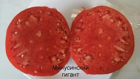 Томат минусинский характеристики