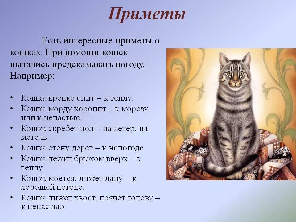 К чему приходят кошки примета. Приметы. Приметы о котах и кошках. Интересные приметы. Приметы и поверья.