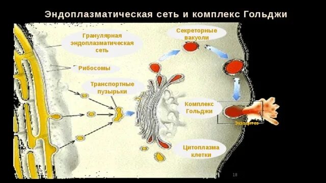 Транспортные пузырьки. Секреторные вакуоли комплекс Гольджи. Комплекс Гольджи экзоцитоз. Комплекс Гольджи и эндоплазматическая сеть. Секреторный пузырек это лизосома.