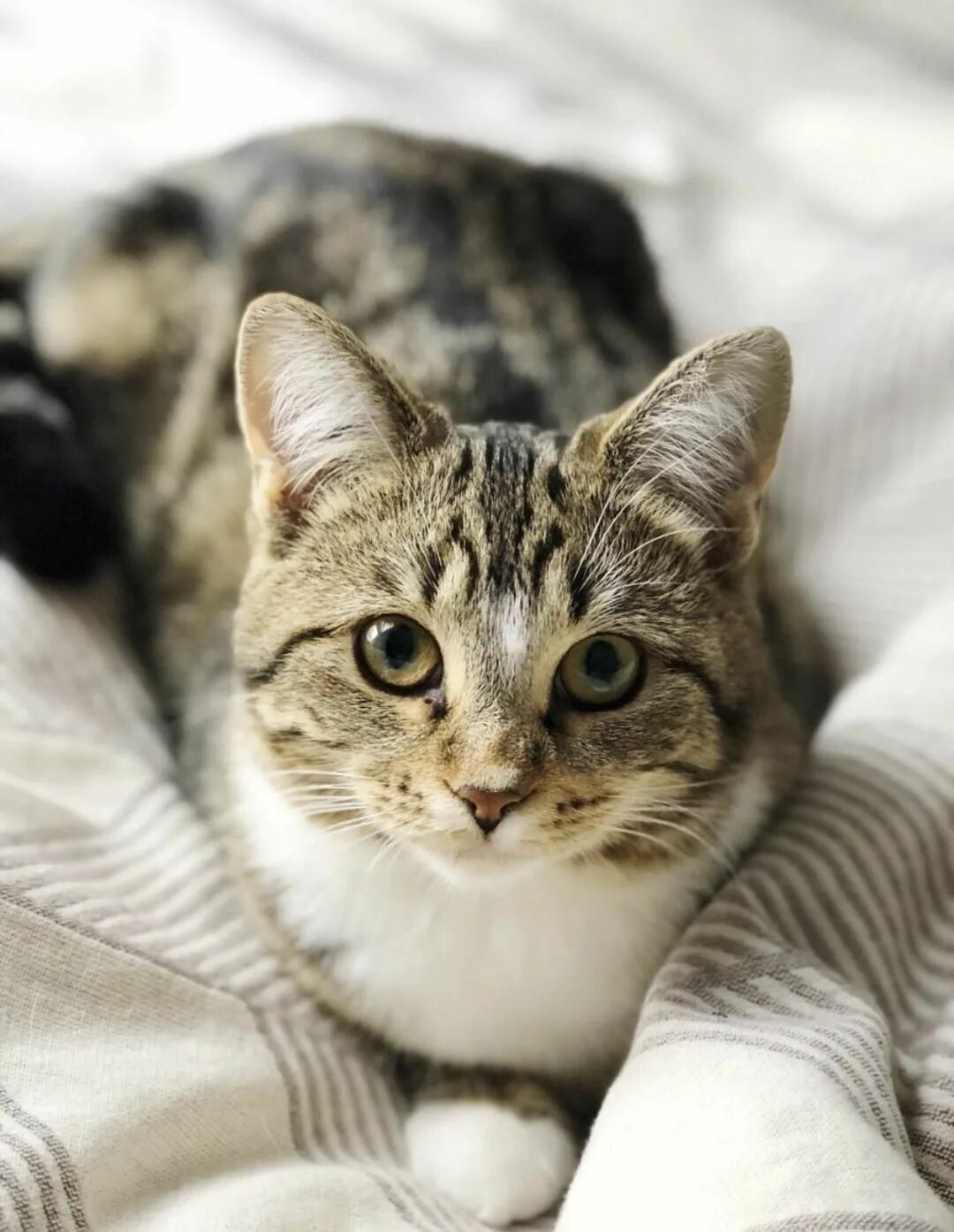 Most Famous Cats (read til the end it's worth it) - Imgur Beautiful cats, Animal