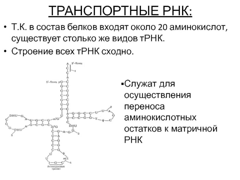Состоит из белка и рнк. Транспортная рнк. т рнк строение. в состав транспортной рнк входят. трнк служит для.