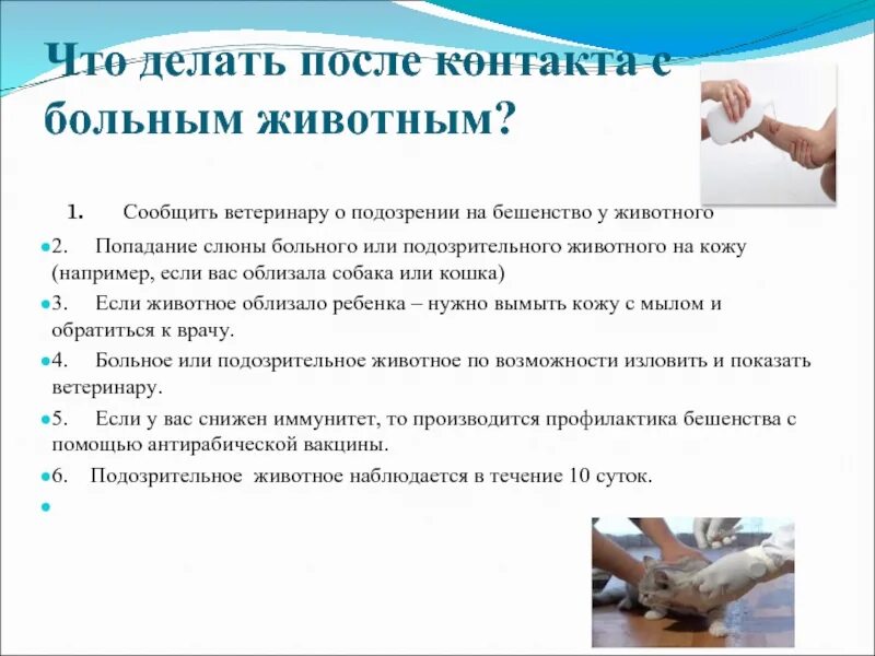 Что делать после 9. Алгоритм медсестры при укусе животного. Алгоритм действий при бешенстве. Алгоритм действий медицинской сестры при укусе. Алгоритм действия медицинской сестры при укусе животного.