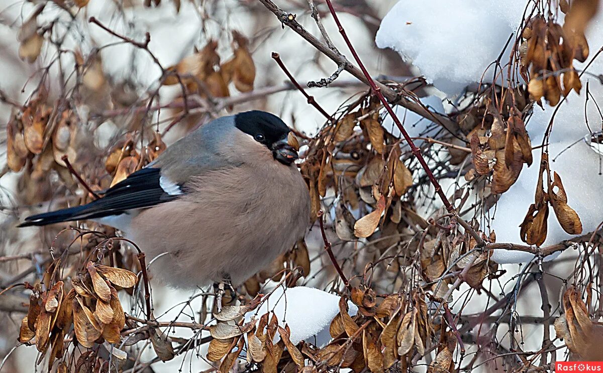 птицы на дереве фото. бывает птица ясень. птицы в ветвях деревьев. ясень птица. дубонос в сибири.