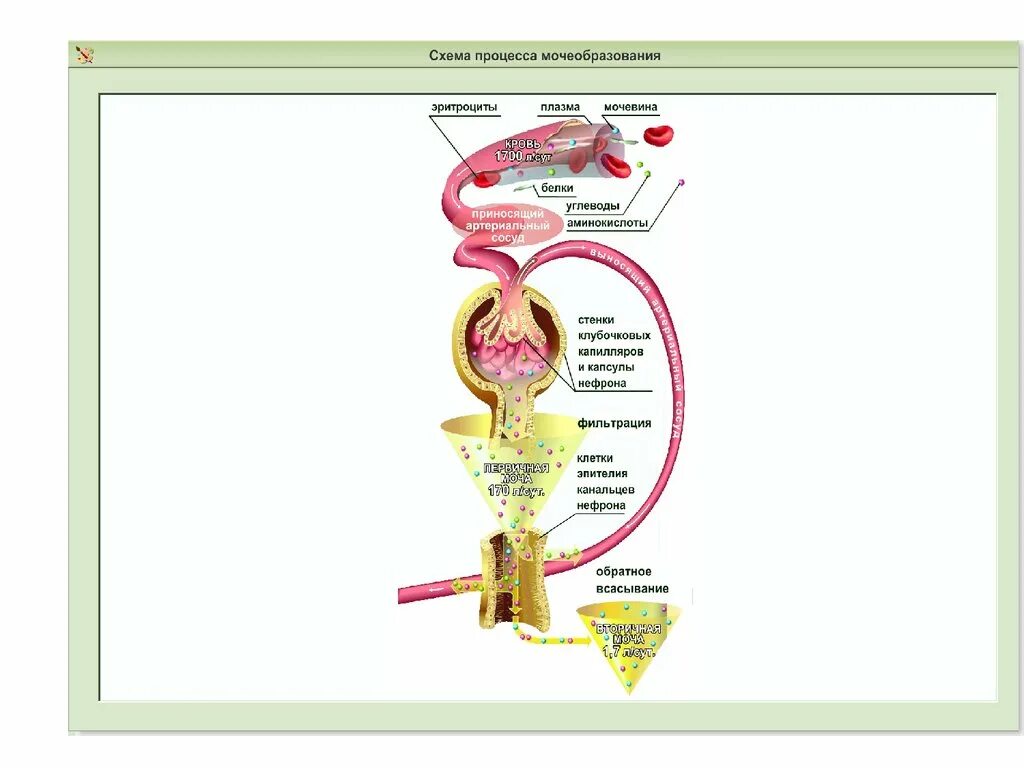 Схема процесса мочеобразования. Строение нефрона процесс мочеобразования. Стадии мочеобразования схема. Схема мочеобразования 1 стадия. Первичный этап фильтрации крови