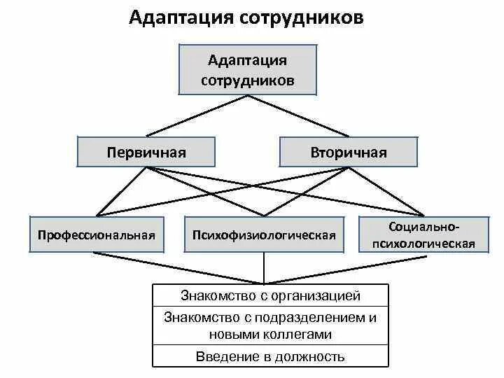 Схема процесса адаптации. Виды адаптации персонала схема. Этапы процесса адаптации персонала схема. Виды адаптации работников в организации.