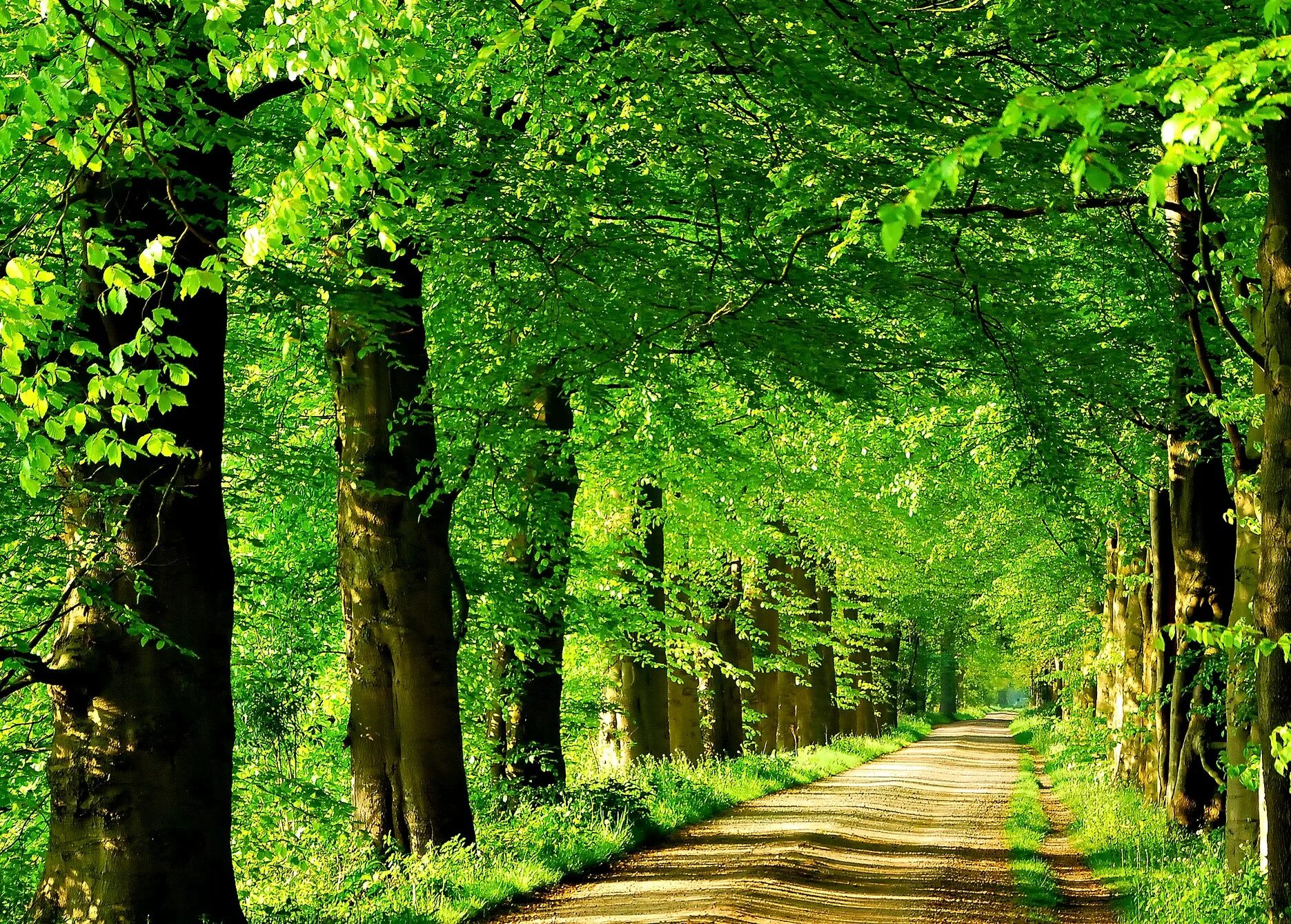 Path size