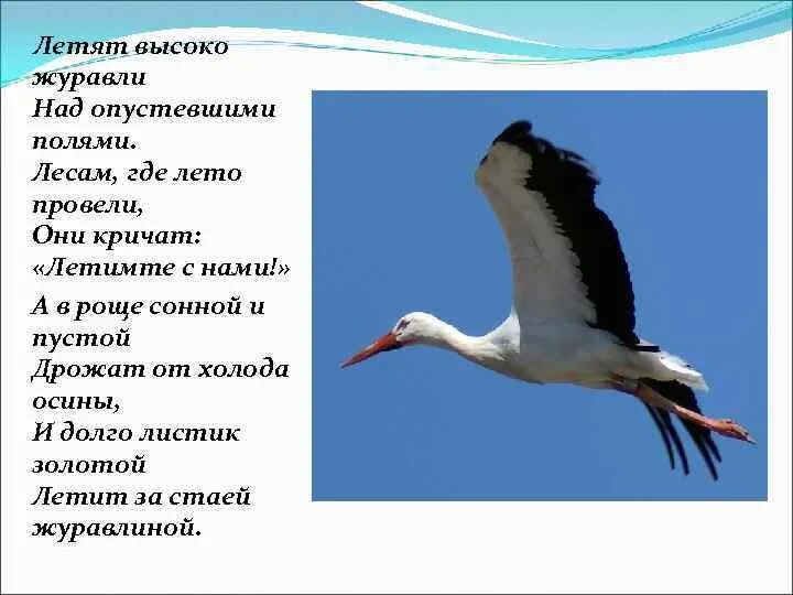 Стих Журавли. Стишок про журавлей. Стихотворение про журавлей для детей. Журавль для детей. Летел высоко составить предложение