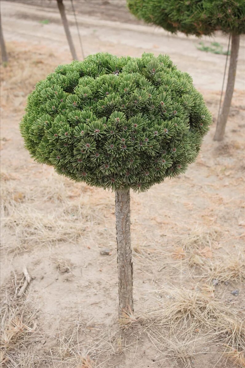 Сосна Горная Мопс на штамбе