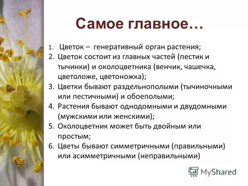 Цветок функции кратко. Цветок строение и функции. Уветокстроение и функции. Функции цветка. Генеративные органы цветка.