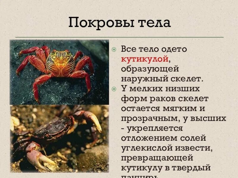 Покровы каких животных образованы хитином огэ. Наружный скелет членистоногих образован. покровы тела ракообразных. покров ракообразных. тип членистоногие покровы тела.