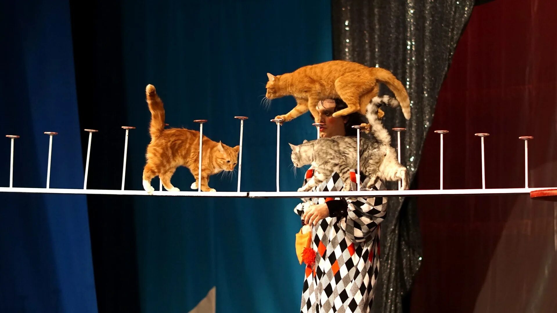 Московский театр кошек в. Куклачёв театр кошек. Шоу кошек куклачева. Театр кошек юрия куклачева. Шоу кошечек.