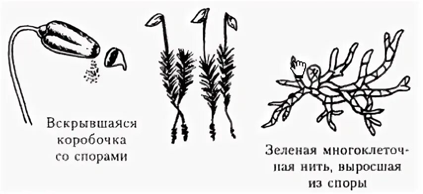 Кукушкин лен раскраска для детей. Строение мха Кукушкин лен. Жизненный цикл мха Кукушкин лен. Жизненный цикл Кукушкина льна. Протонема мха зеленая нить