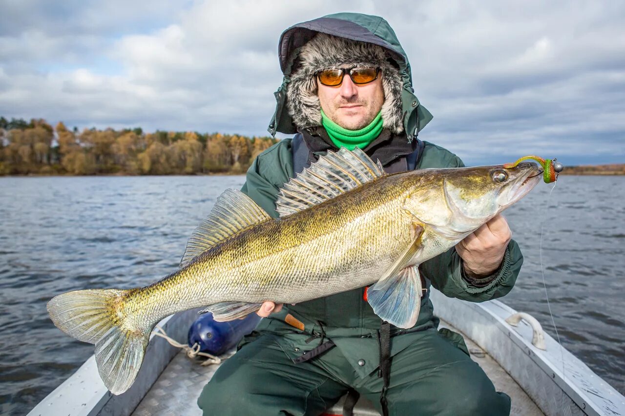 Фото судаковых. Хороший улов. Берш донской. Рыба берш и судак. Судак 8 кг.