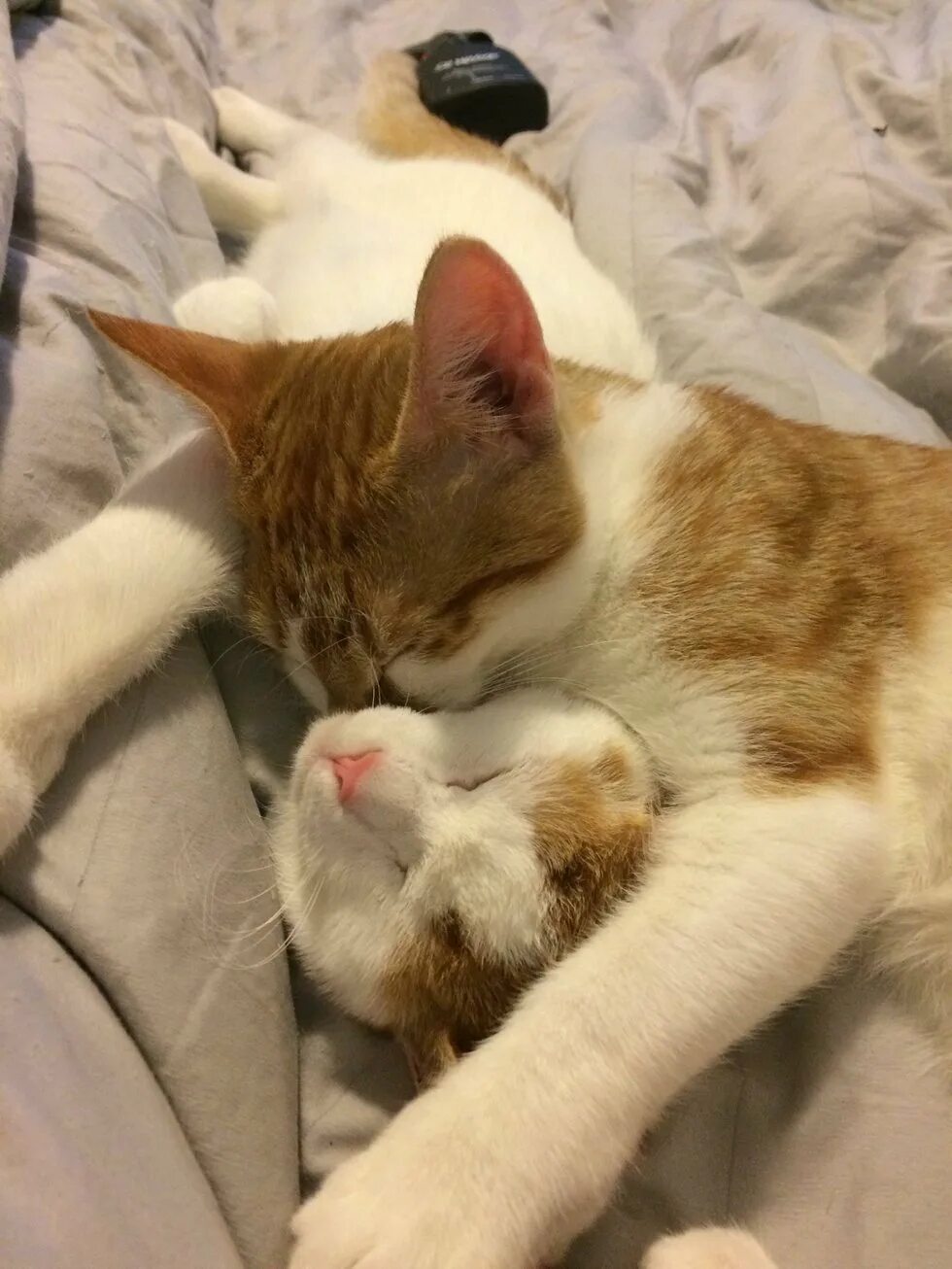 Даже коты. Котик проснулся. коты обнимаются. котики согреваются. кота разбудили.