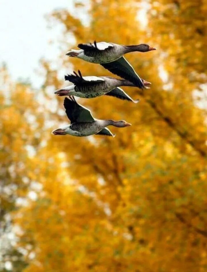 Теплые края. Птицы улетают на Юг. Птицы осенью. Осень птицы улетают. Птицы улетают осенью.
