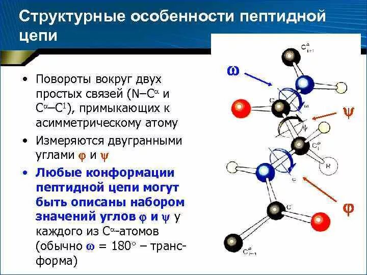 Строение пептидной цепи. Структурные особенности пептидной связи. Структурные элементы пептидной цепи. Конформация пептидных цепей в белках третичная структуры. Пептидная группа атомов