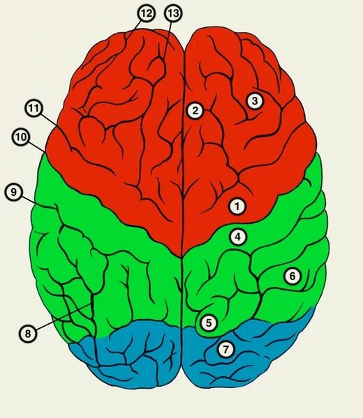 Извилины мозга центры. Поверхности полушария головного мозга. Латеральная поверхность правого полушария большого мозга. Предцентральная извилина лобной доли.