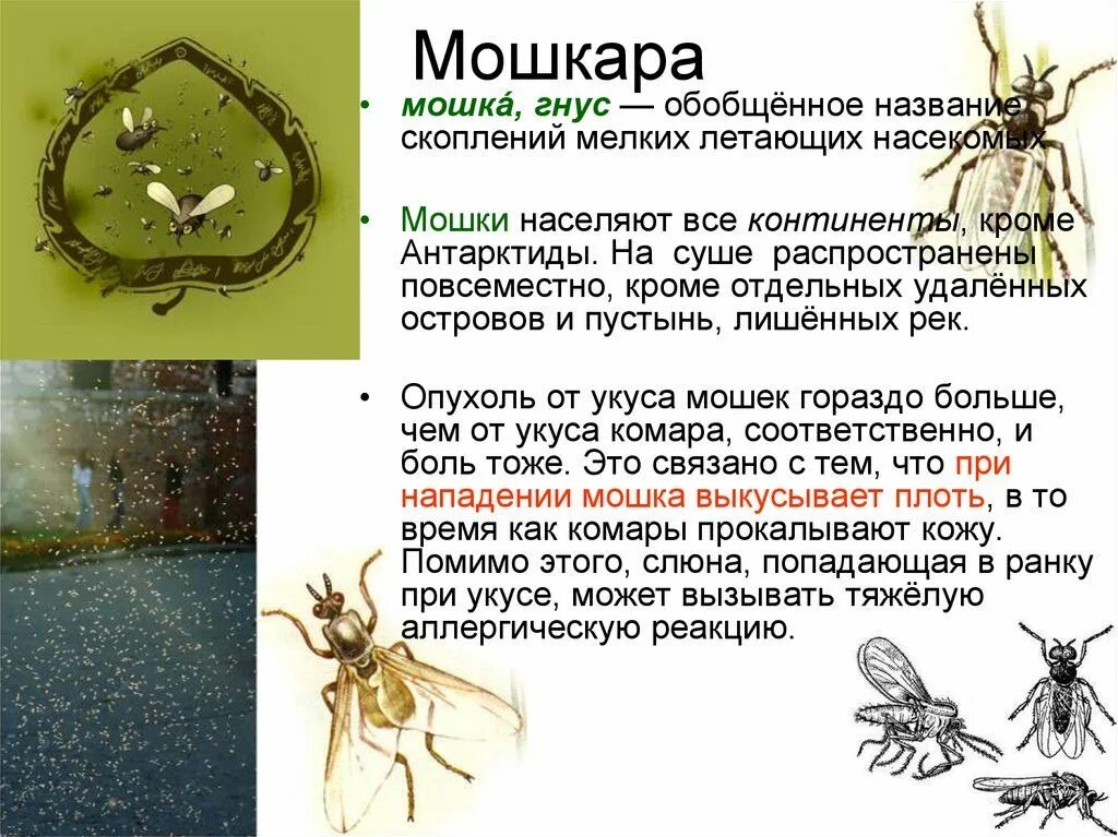 Как избавиться от комара ночью