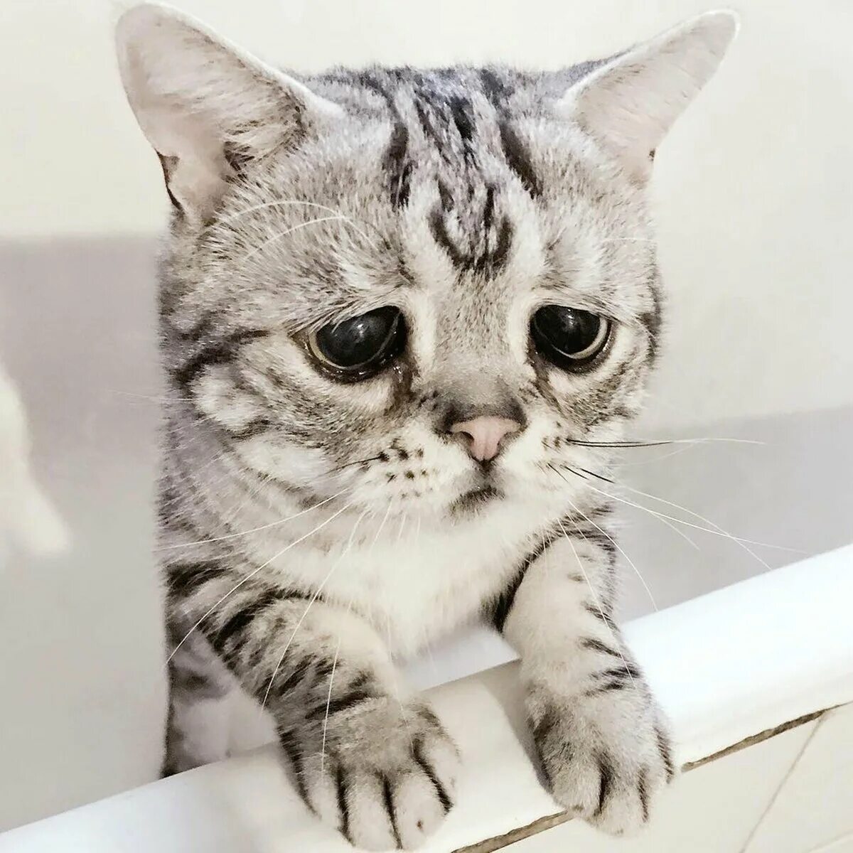 Кошка породы Луху. Луху самая грустная кошка в мире. Грустный котик. Кот с печальными глазами.