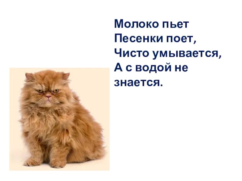 Молоко пьет песенки поет. Молоко пьет песенки поет чисто умывается а с водой не знается. Загадка молоко пьёт песенки поёт чисто умывается а с водой не знается. Загадка молоко пьет песенки поет. Молоко пьет песенки поет чисто умывается