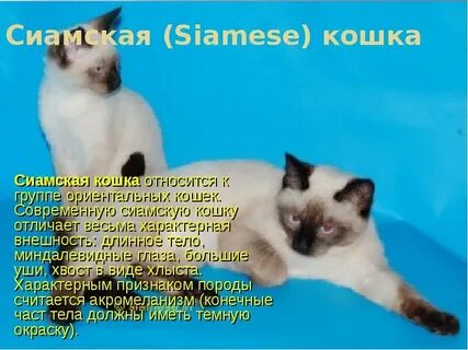 Слова относящиеся к кошкам