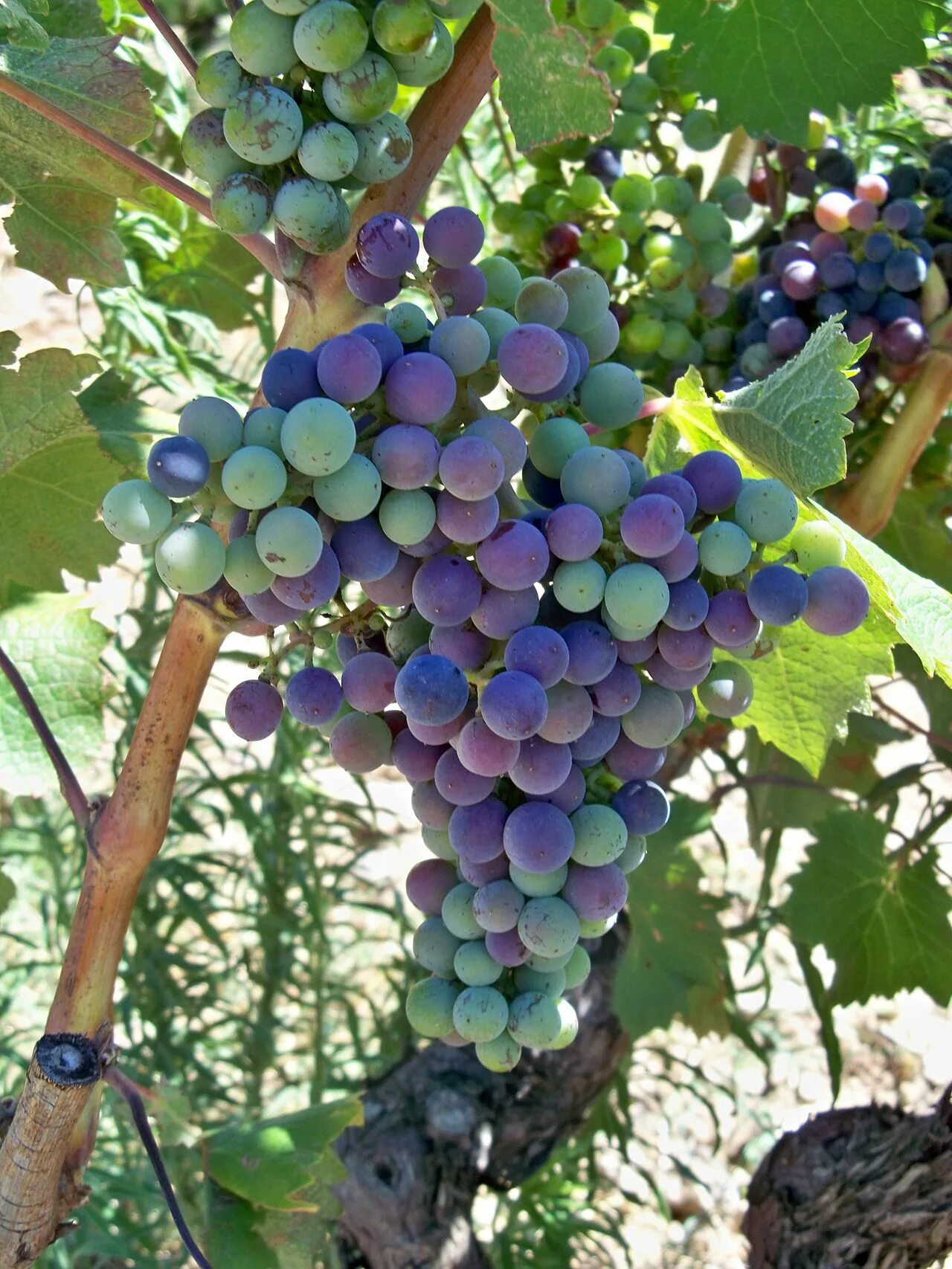 Мадера виноград. Виноград красностоп анапский. Виноград неукрывной альфа. Виноград рост. Синий виноград.