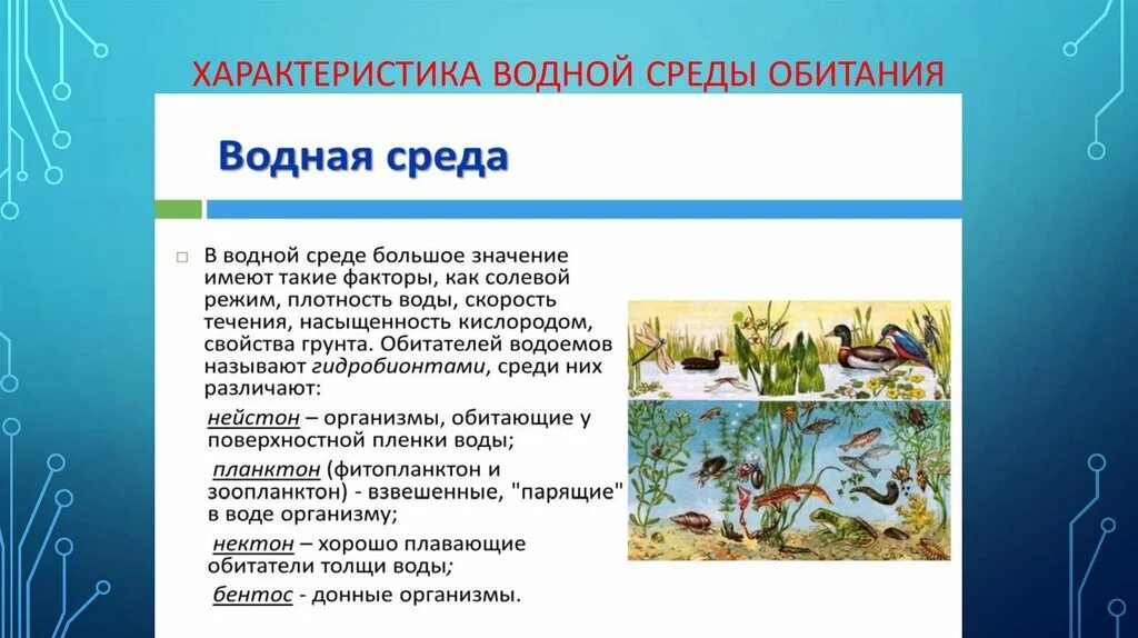 Водная среда обитания организмов 5 класс презентация. Характеристика водной среды. Организмы водной среды. Водная среда жизни. Особенности водной среды обитания.