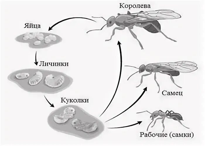 Лесной муравей тип развития. Жизненный цикл муравья. Цикл развития личинки муравья. Перепончатокрылые развитие схема. Стадия развития муравья яйцо личинка.
