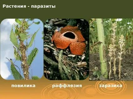 Отсутствие хлорофилла у растений паразитов