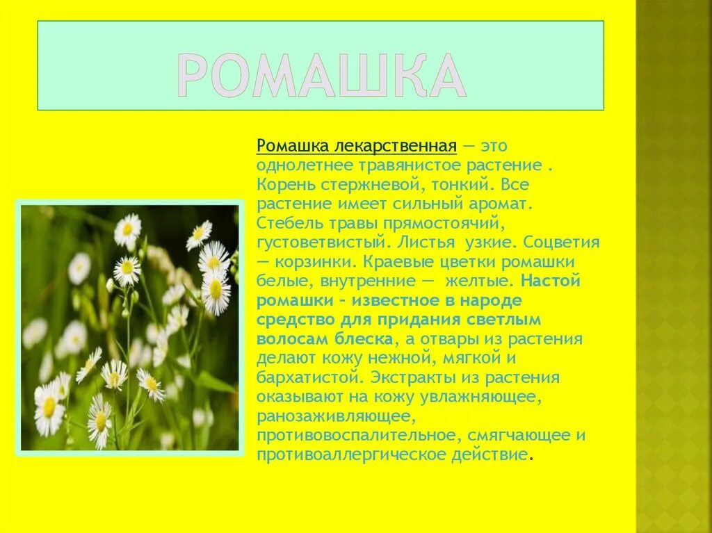 Текст описание ромашки 3 класс. Описание ромашки. Описание цветка ромашки. Ромашка описание растения. Ромашка краткое описание растения.