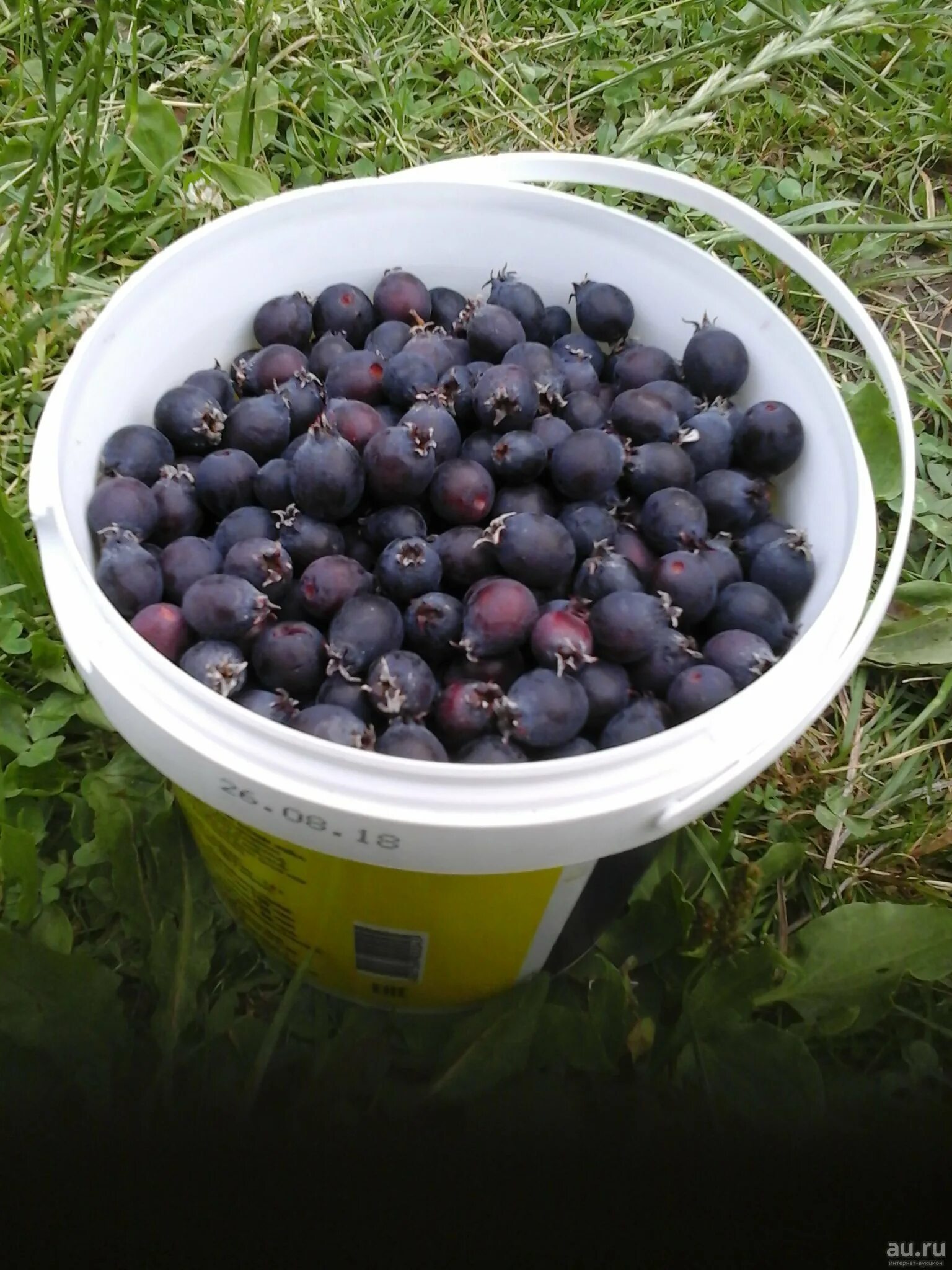 ирга пембина. ирга юрга ягода. ирга ягода косточки. ирга коринка. юрга ягода.