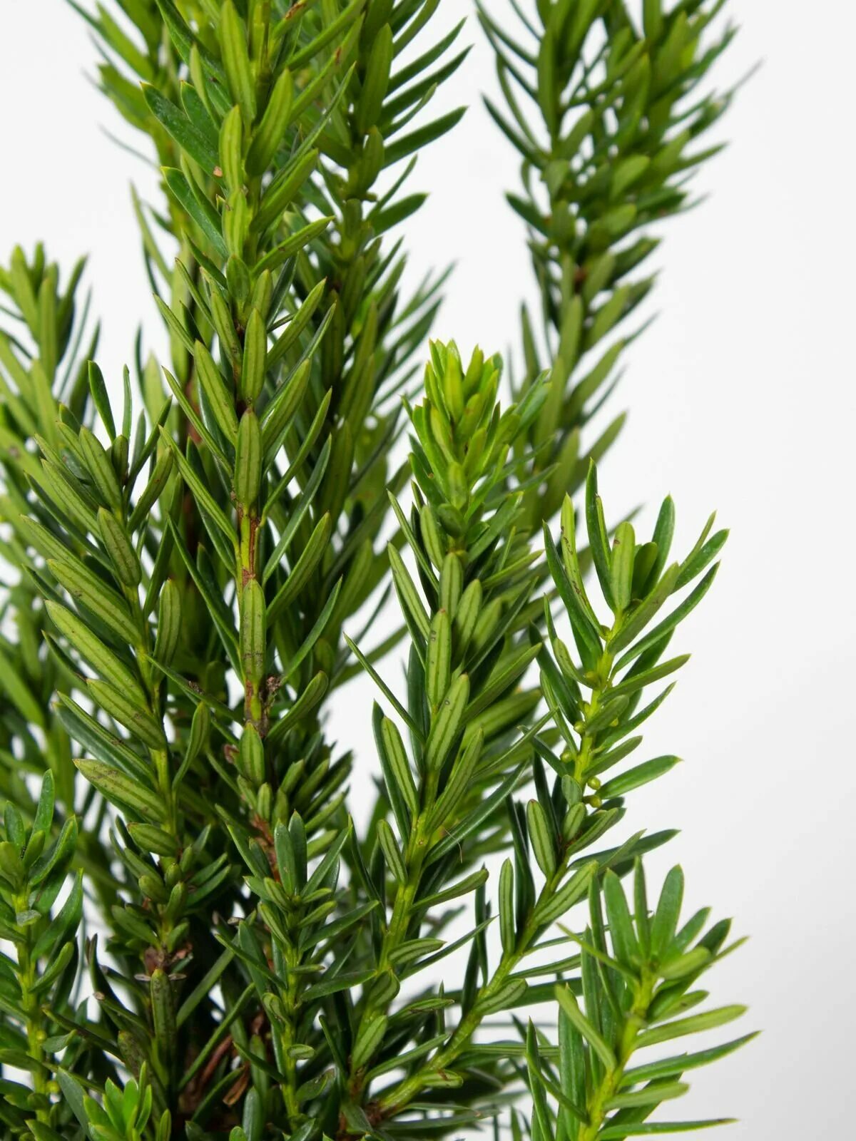 Тис ягодный в крыму. Тисс ягодный (taxus baccata. Тисс taxus baccata. Taxus можжевельник. Taxus bs.