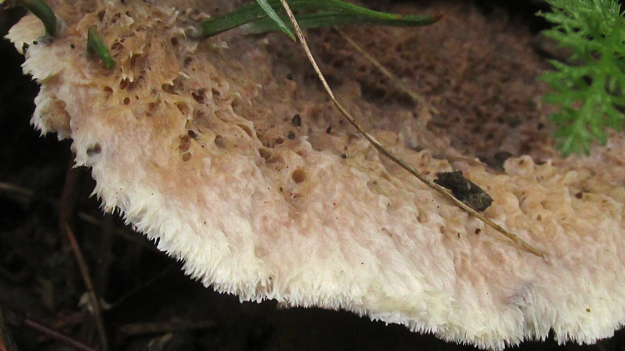 Ежовик гриб гименофор. Ежевик гребенчатый. Ежовик пёстрый. Гриб ежовик гребенчатый. Ежовик белый.