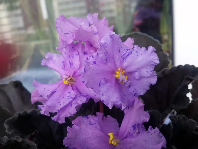 Фиалка королева льда. Фиалка королева красоты химера. Фиалка снежные карпаты. Фиалка царица савская. Фиалка снежная королева.