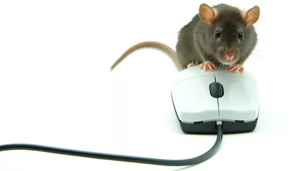 Мышка Живая. Мышь и компьютерная мышь. Компьютерная мышь крыса. Мышь с компьютерной мышкой.