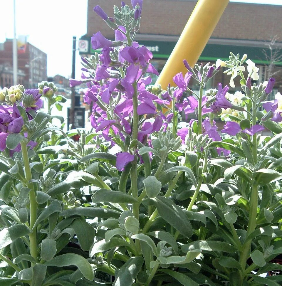 Маттиола катц. Маттиола лилак. Цветы маттиола двурогая. Цветы маттиола двурогая лилак. Маттиола балерина.