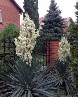 Юкка садовая зимой