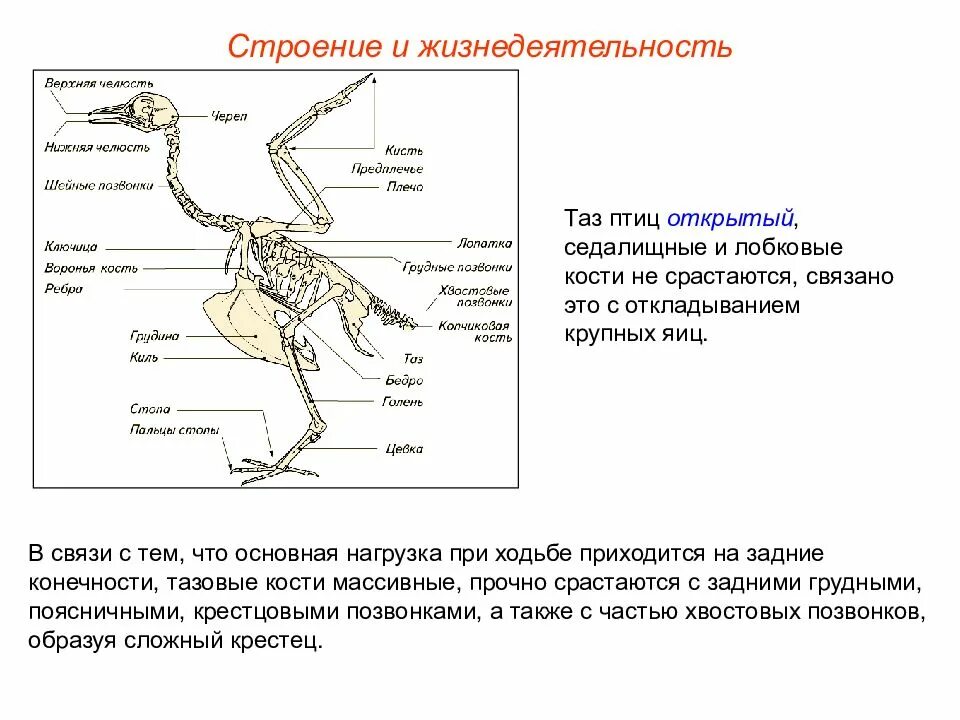 Какие особенности строения скелета птиц не связаны. Тазовые кости у птиц срастаются с. Открытый таз у птиц. Кости тазового пояса у птиц. Таз птицы строение.