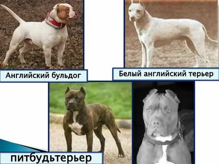 Селекция собак