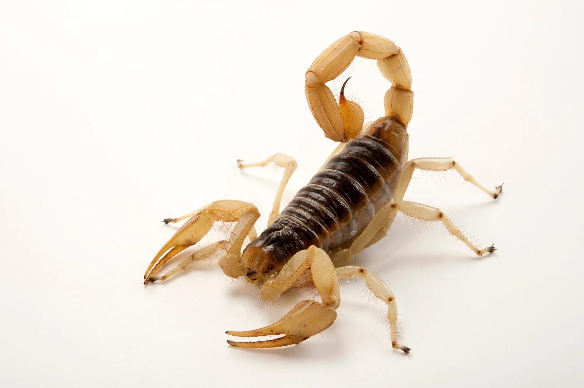 Scorpion white. Hadrurus arizonensis. Скорпион гадрурус Аризонский. Пустынный волосатый Скорпион. Белый Скорпион.