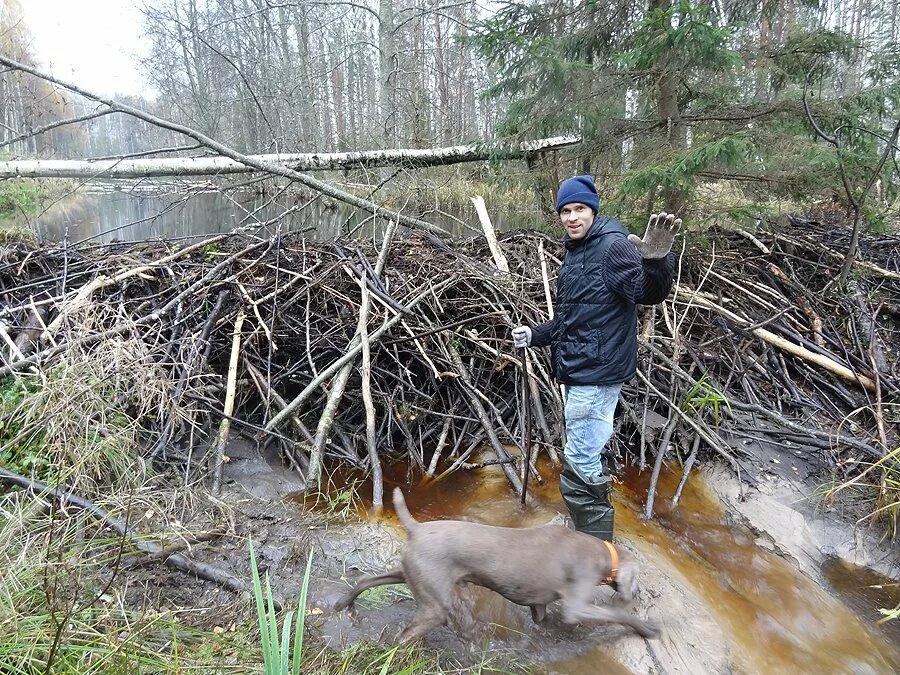 Капканный промысел бобра. Прием бобра