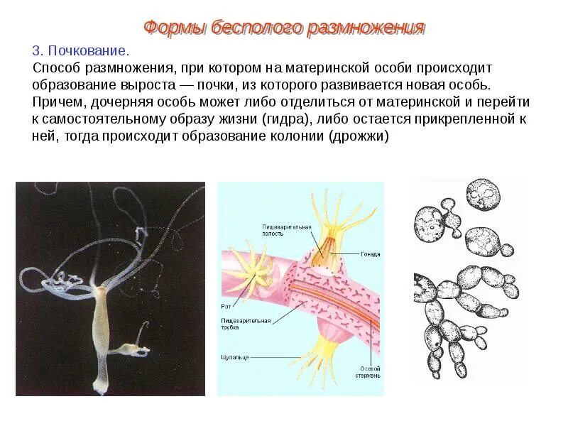 Почкование какой способ размножения. Формы бесполого размножения почкование. размножение растений почкованием. перидинелла почкование. почкование бесполое размножение.