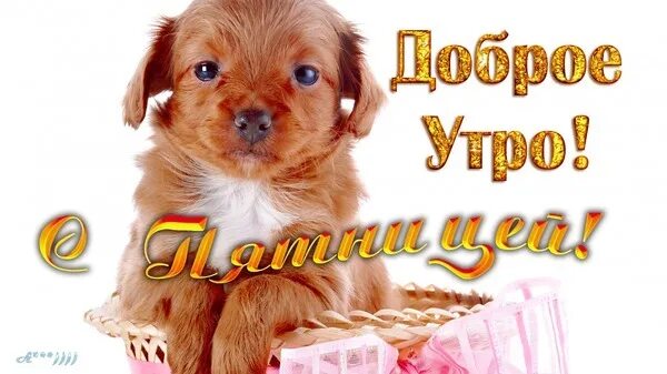 Доброе утро пятница с животными. Открытки с добрым утром с собачками. доброе утро собаки. открытки доброе утро с собаками. доброе утро с собачками.